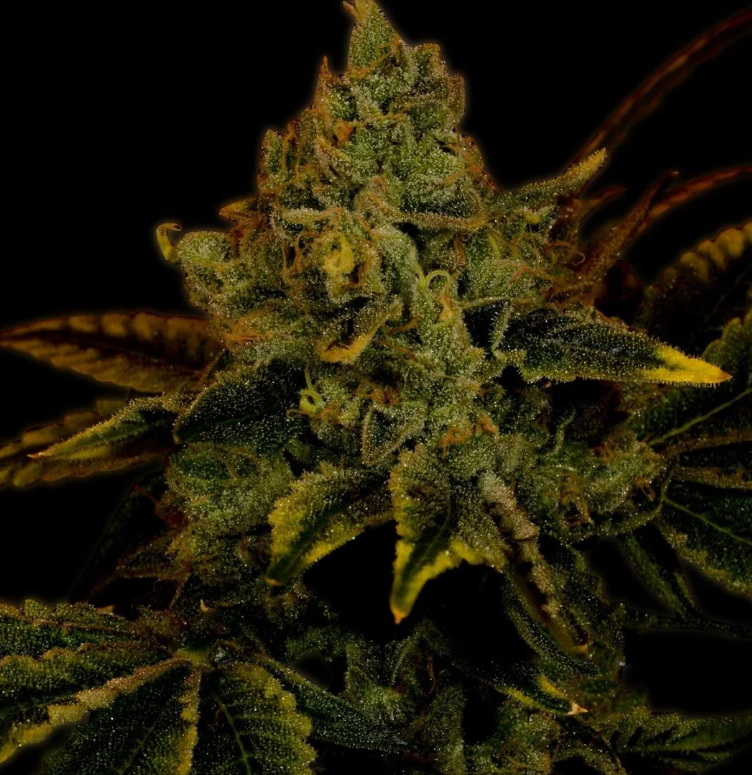Mature cannabis flower displaying dense bud structure with visible pistils and resinous surface