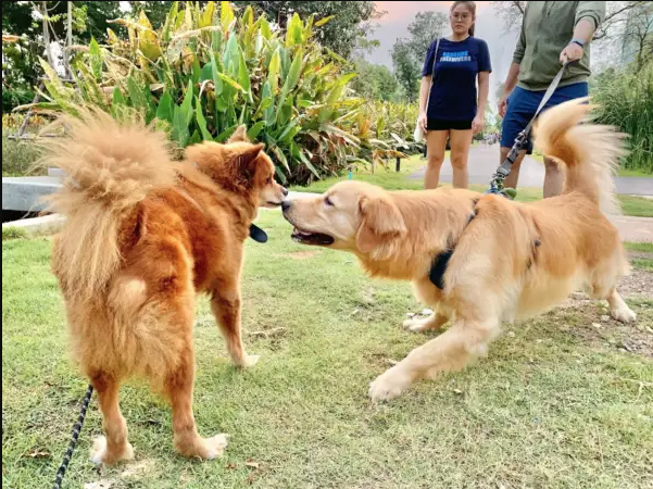 Dogs in a Bangkok Dog Park